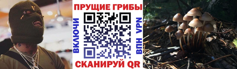 где можно купить   Барнаул  Галлюциногенные грибы прущие грибы 